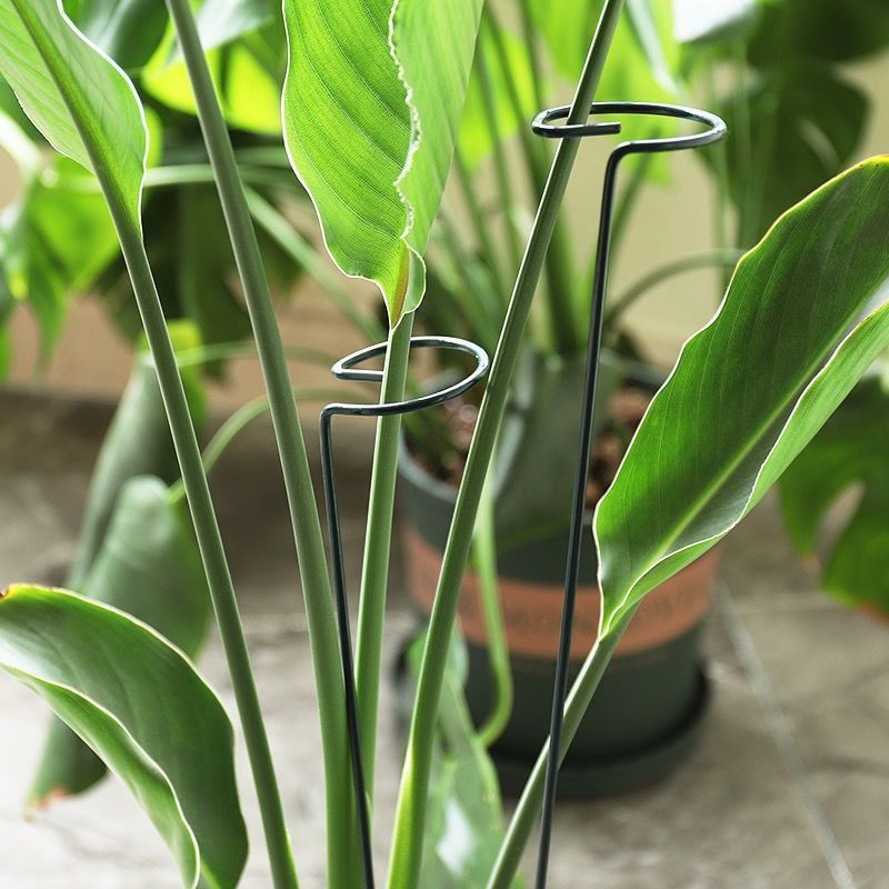 1/10pcs Supporto da giardino P - Florist Supply Bulk recensione e prezzo