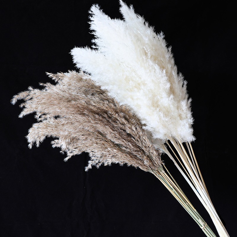 10 Pezzi di Erba della Pampa N - Florist Supply Vases recensione e prezzo